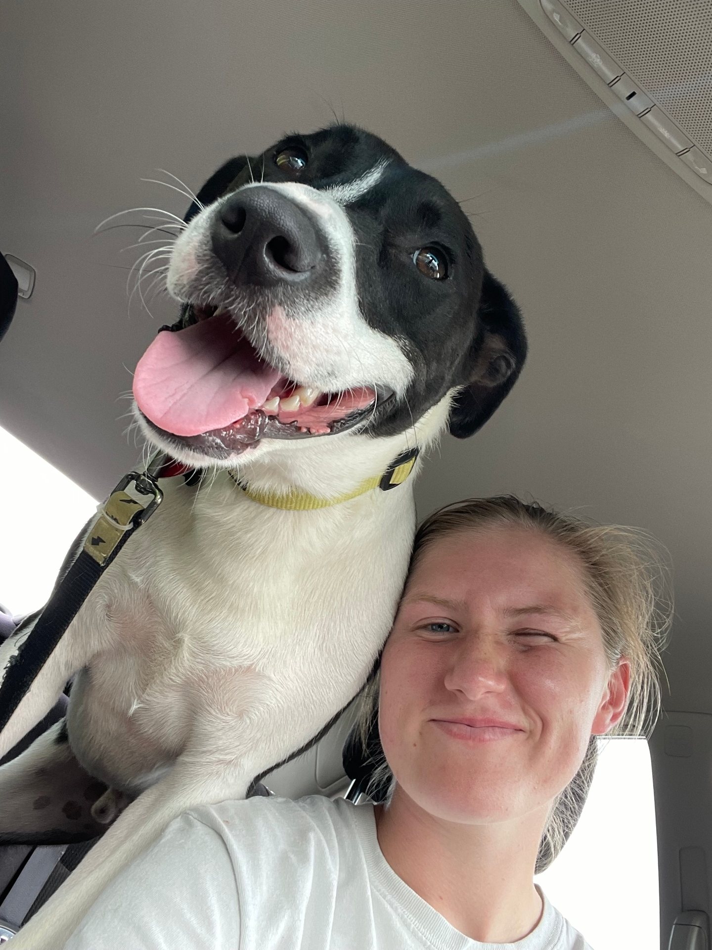 Shannon's car selfie with her dog Snoop Doggie, tongue out
